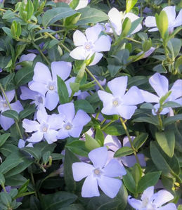 Picture of Vinca